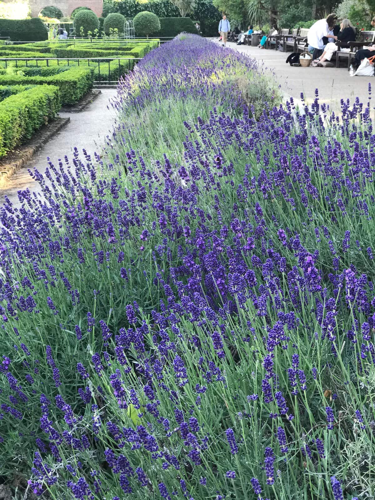 A Sense of Calmness in the Hustles of London 7 Lavenders, lavender fields, holland park, london parklands
