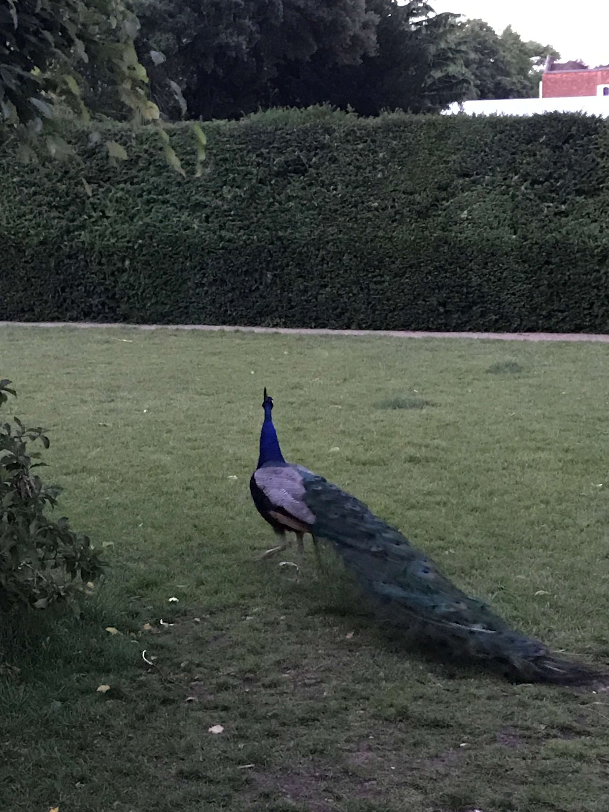 A Sense of Calmness in the Hustles of London 14 Peacock, holland park, London