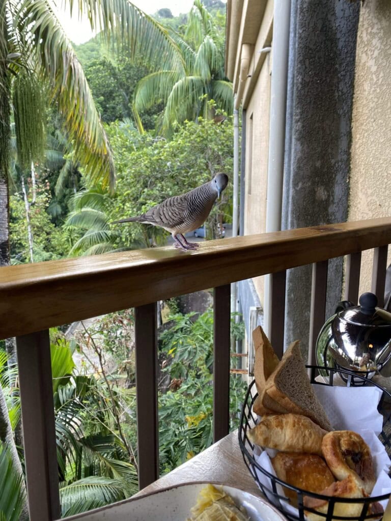Everyday in Seychelles is one remarkable beach after another 6 We had a friend who joined us for breakfast most mornings