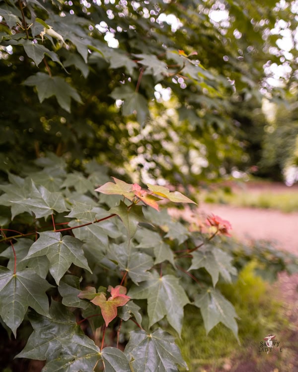 How to be an Elegant woman: Finally Seen, Heard, and Command Respect 18 Ivy leaves with clusters of them turning yellow and red.