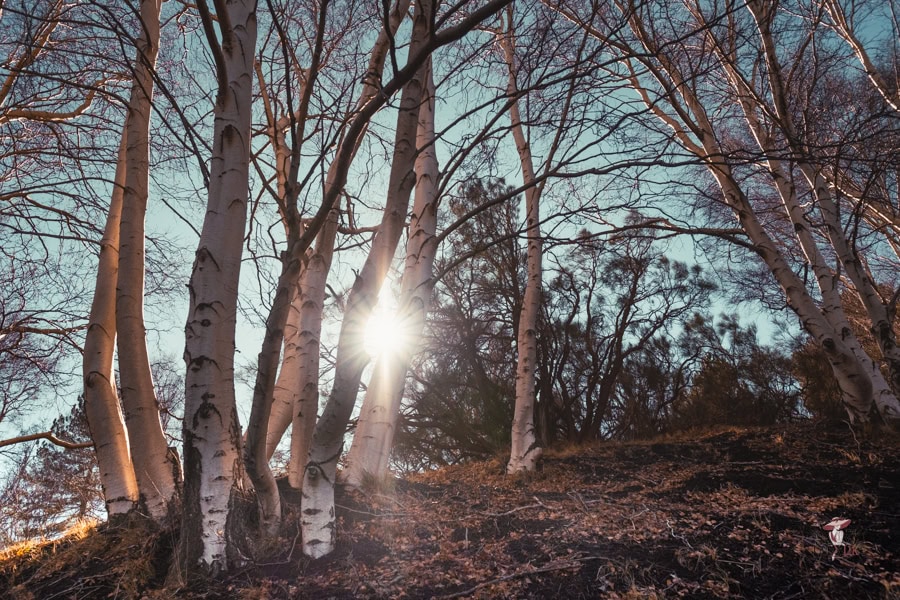 Exclusive trips to Mount Etna from catania: Elegant and Stress-free Options 22 Serene birch forest scene with sunlight filtering through trees, perfect for lifestyle and nature content.